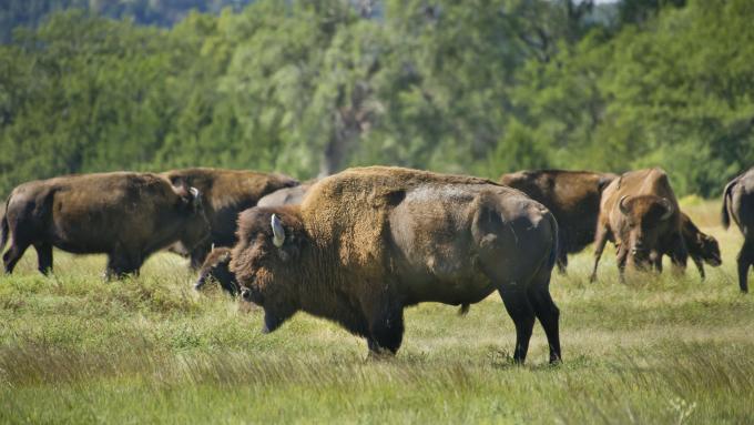 A herd of buffalo relax and graze in a sunny, grassy meadow in Fort Niobrara National Wildlife Refuge in Valentine, NE