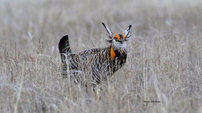 Prairie Chicken Dance