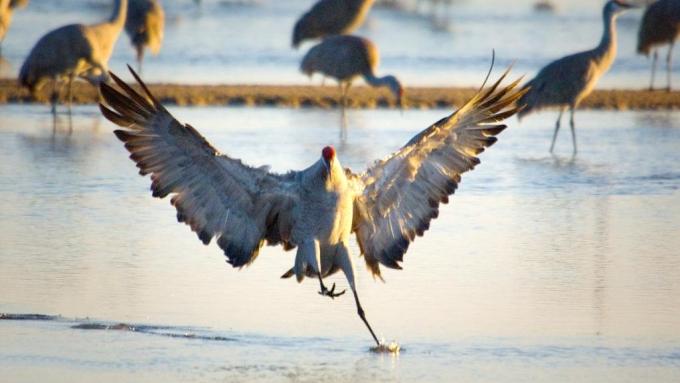 Sandhill Crane Flying