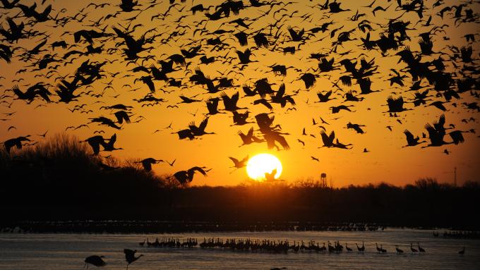 Cranes Flying at Sunset