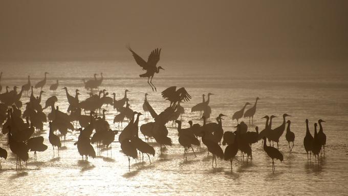 Sandhill cranes at Crane Trust