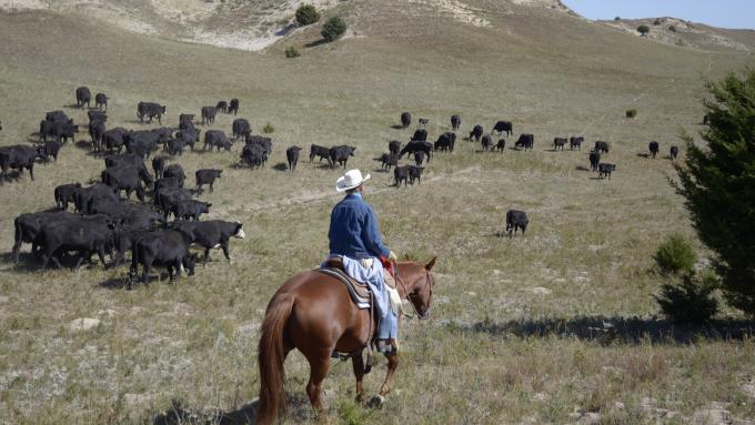 Rowse's 1+1 Ranch
