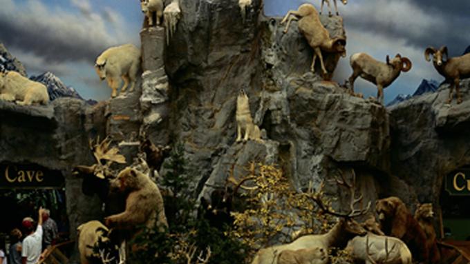 Cabela's