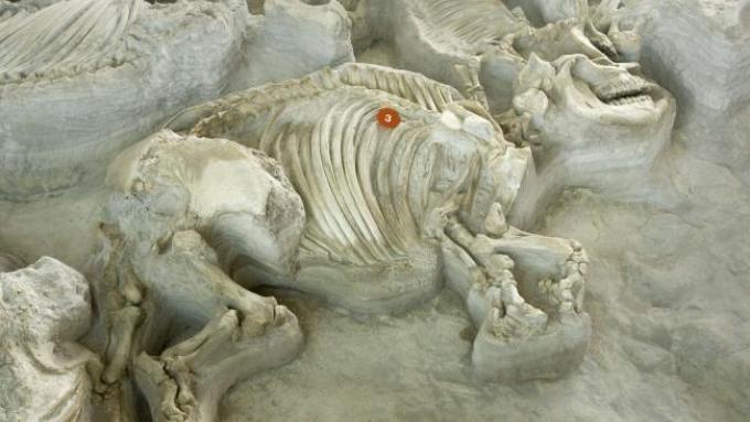 Ashfall Fossil Beds State Historical Park
