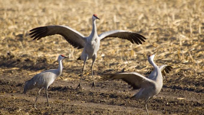 Sandhill Crane Spring Migration