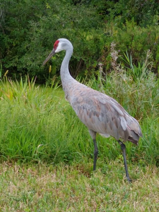Sand hill Crane