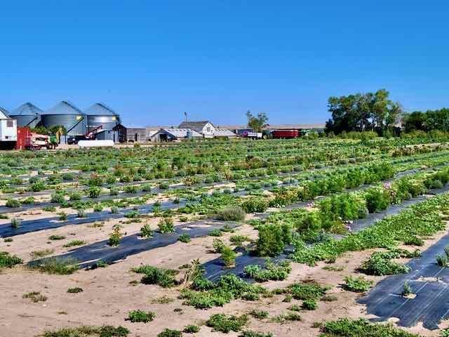 OUR LAVENDER CO. - BIG SPRINGS NE .jpeg