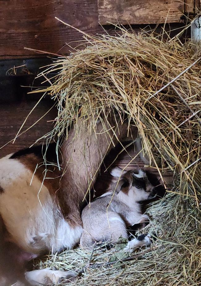 Sheperds Rest Goat & Sheep Rescue.jpg Sheperds Rest Goat & Sheep Rescue.jpg